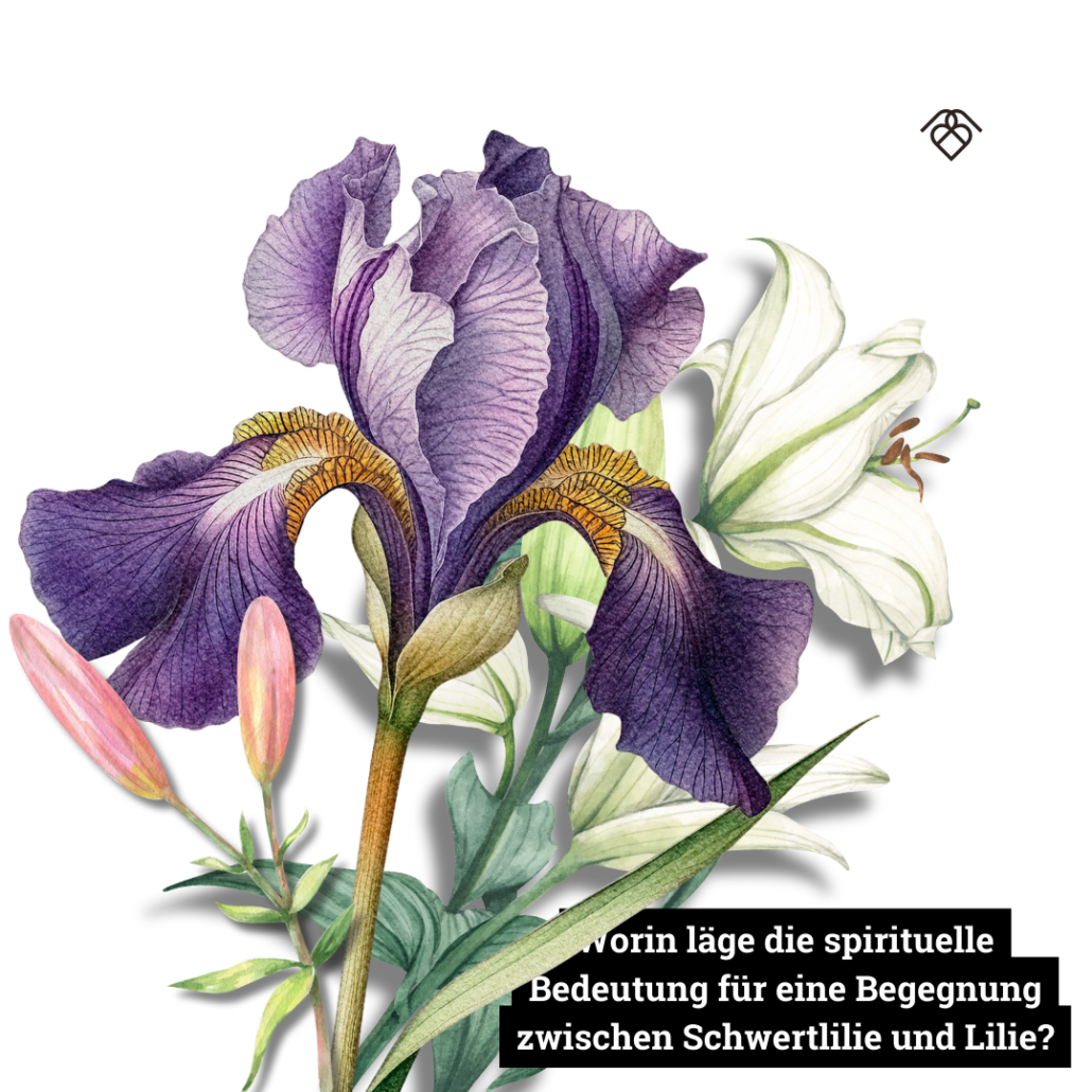 Worin läge die spirituelle Bedeutung für eine Begegnung zwischen Schwertlilie und Lilie?