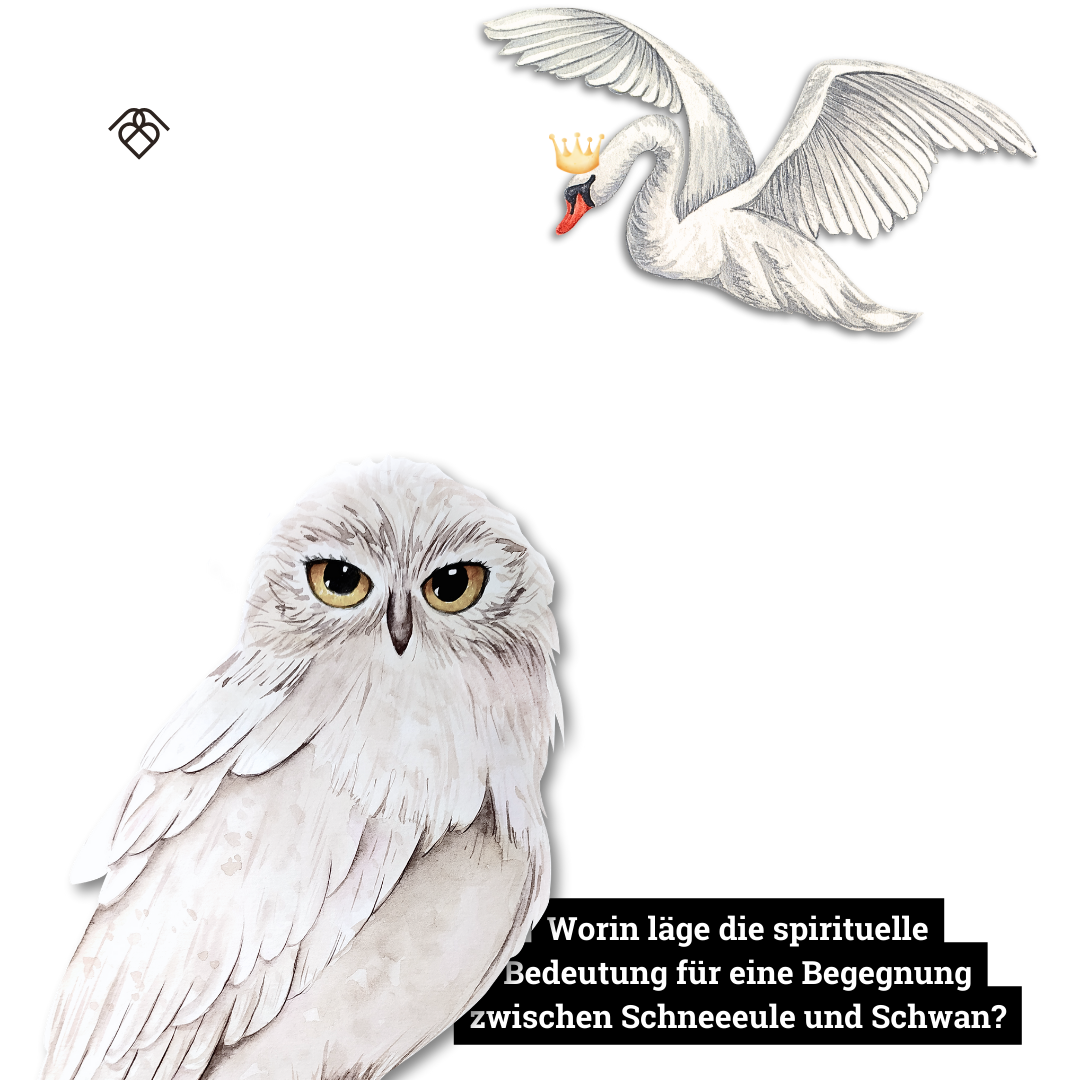 Schneeeule und Schwan.
