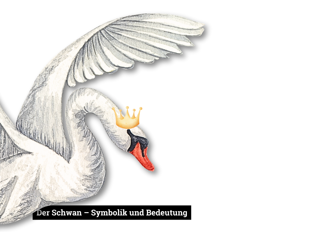 Symbolik und Bedeutung des Schwans.