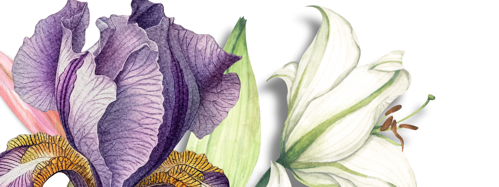 Spirituelle Begegnung von Schwertlilie und Lilie.