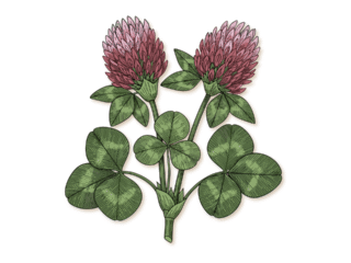 Die vierte Qualität.